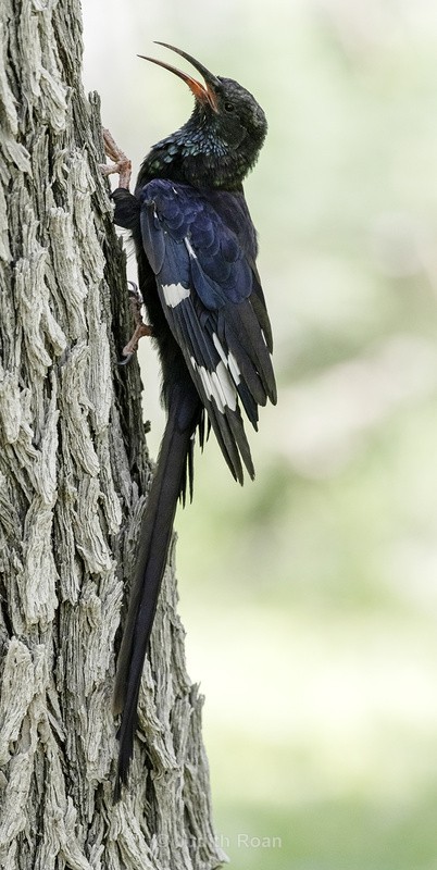 Violet Wood Hoopoe - Namibia 2022