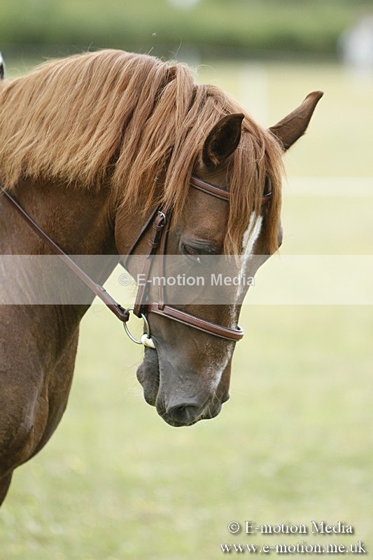 BVR160717-429 - Ring 3 BVRC Show 16/07/17