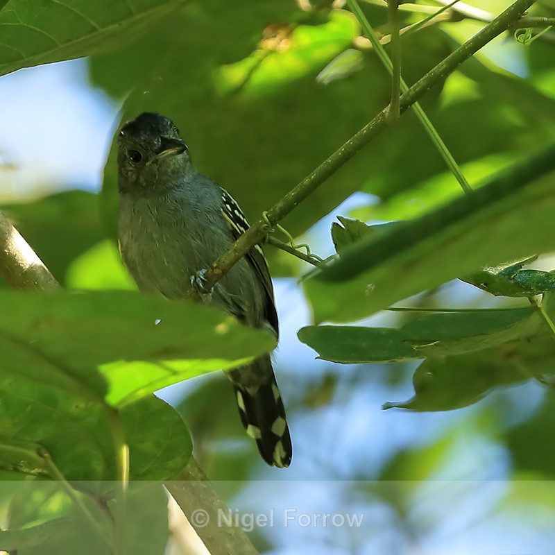 Western Slaty-Antshrike (male), Panama - Western Slaty-Antshrike