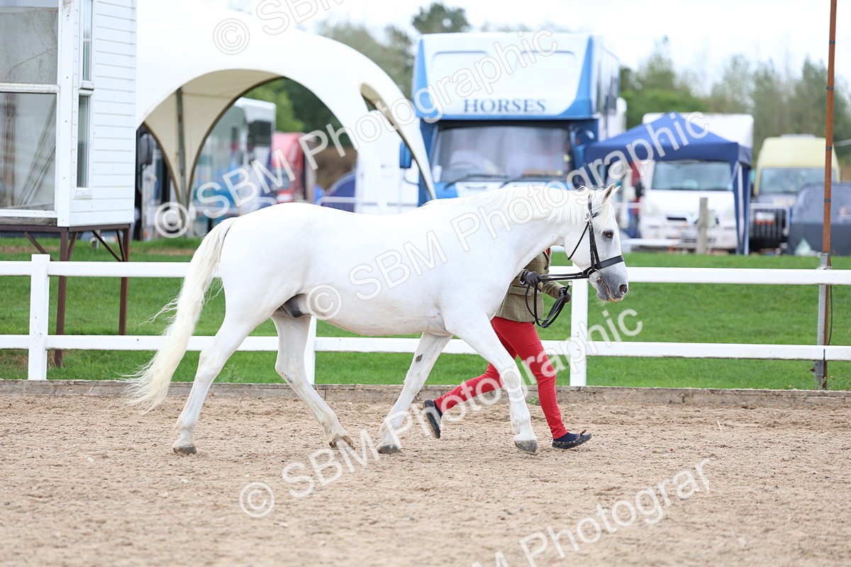 SBM_05120 - Class 27 - IH Competition Horse or Pony
