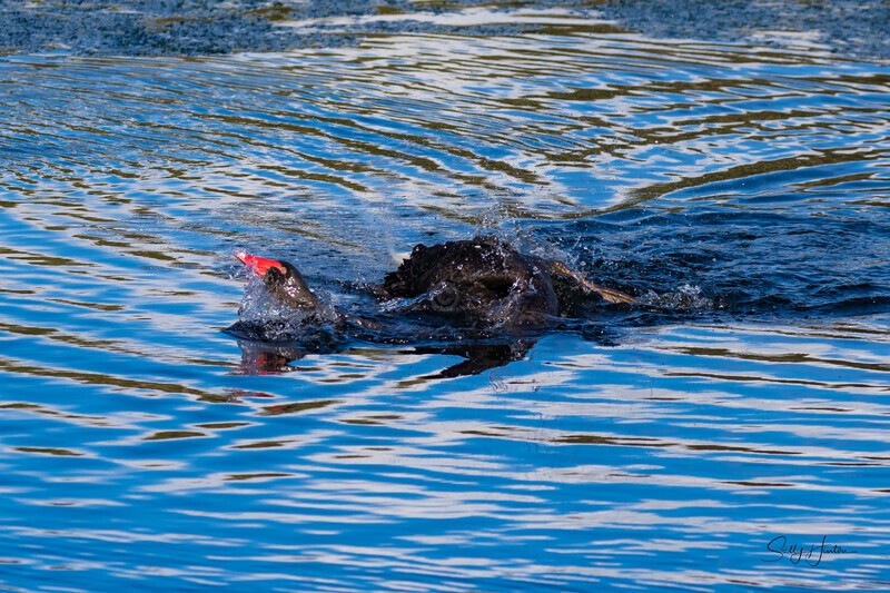 Black Swan Snorkeling 2. 0A3A0554 - Black Swans and cygnets
