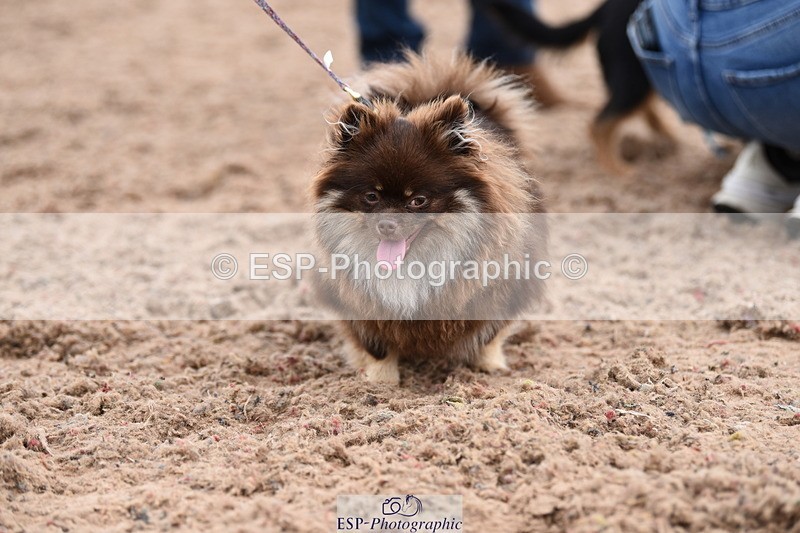 240518A-112228-00766 - Cls 1 Cutest Puppy