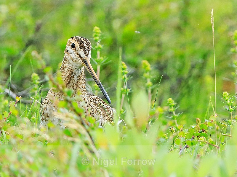Snipe in undergrowth, Lake Mývatn - Snipe