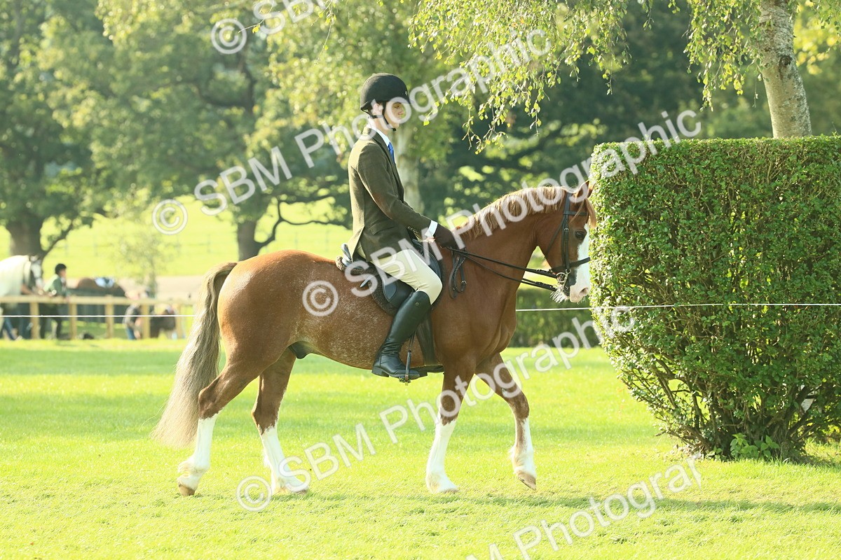 SBM_59302 - S38 - Starters Ridden Showing