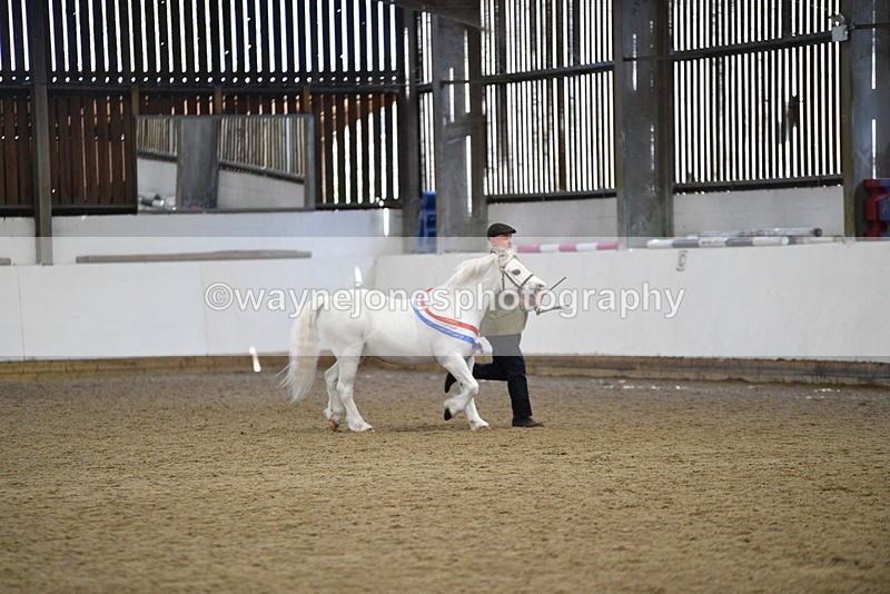 WJ5_5840 - Morning in hand Championship