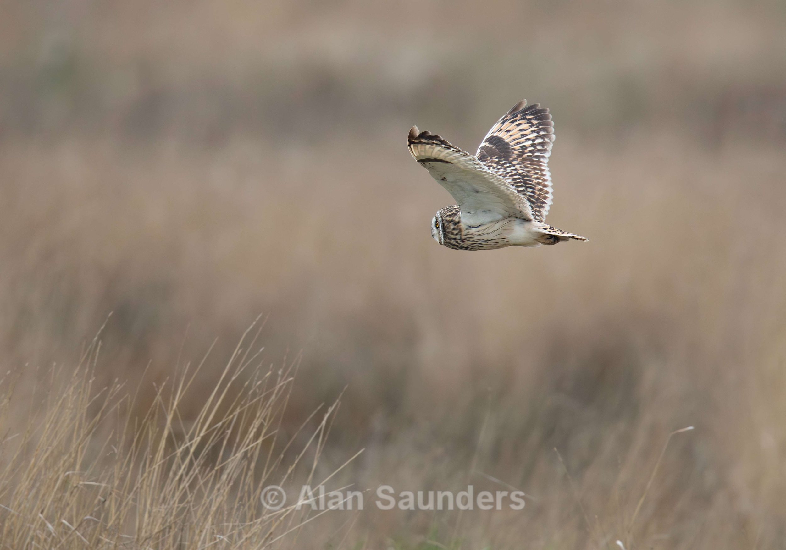 Short Eared Owl