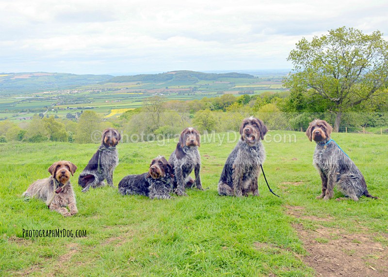  - Korthals Griffons