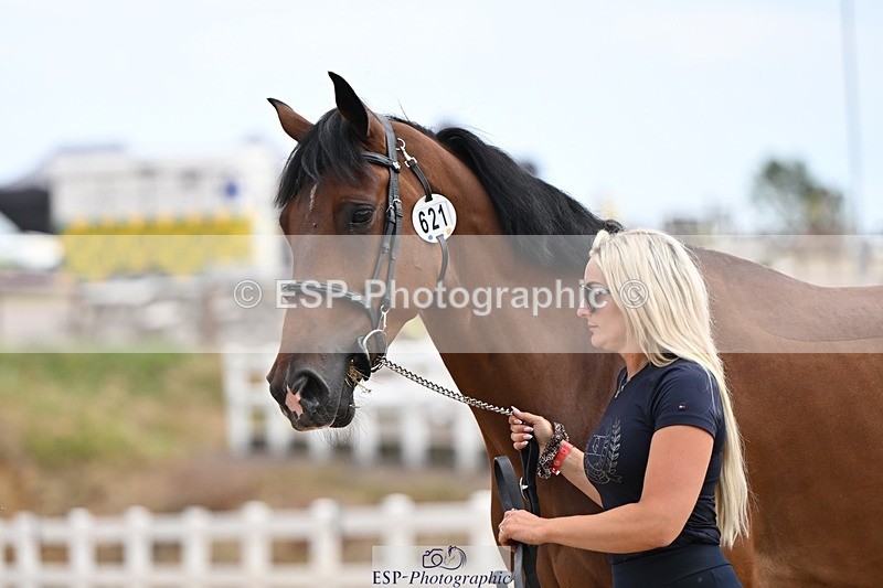 250716-145357-01489 - Trot Up 2.30 to 3.30