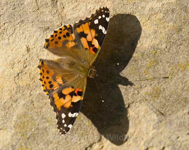 Painted Lady - BUTTERFLIES