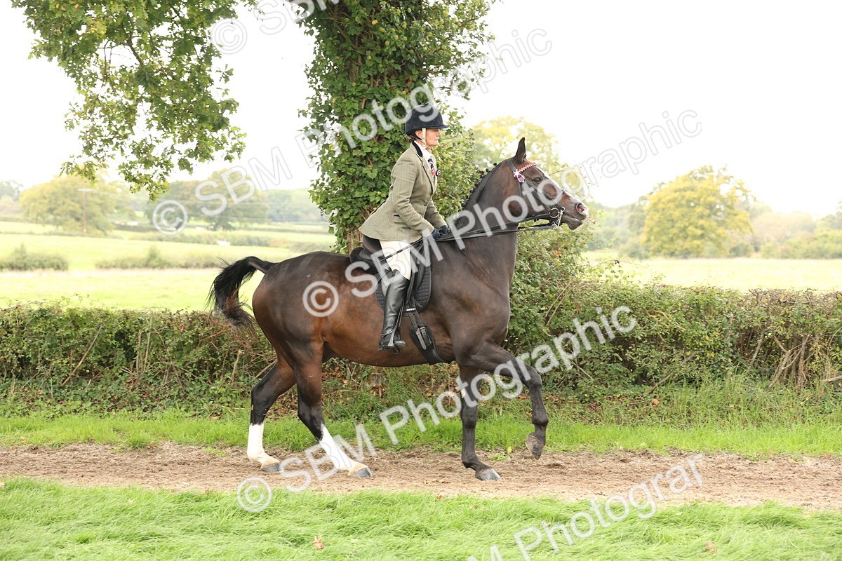 SBM_64191 - S65 - Riding Horse & Hack & Thoroughbred Ridden