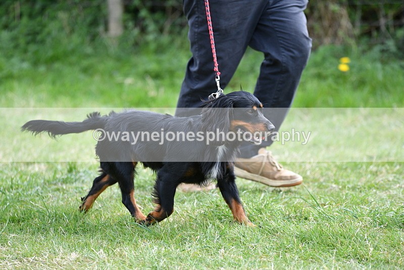 WJ5_9538 - Class 3 Most Handsome Dog
