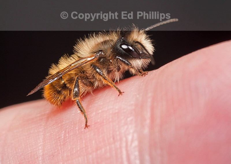 Osmia bicornis (m)