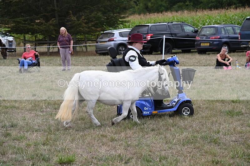 WJ6_6031 - Class 19 In-hand Veterans (Uploaded correct folder)