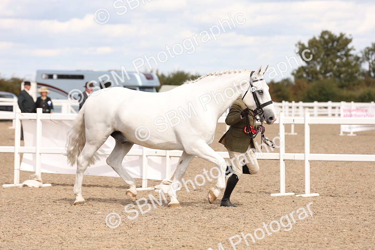SBM_14737 - Class 208 - IH Veteran Horse