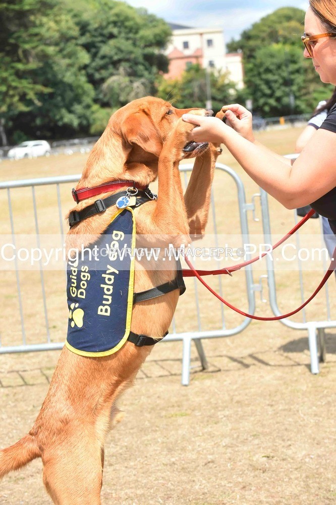SH4_0223 - Dog show.