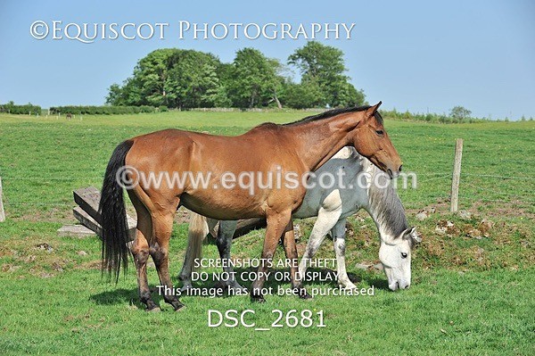 DSC_2681 - ARCHIVE REQUEST - Quincy and Guinness