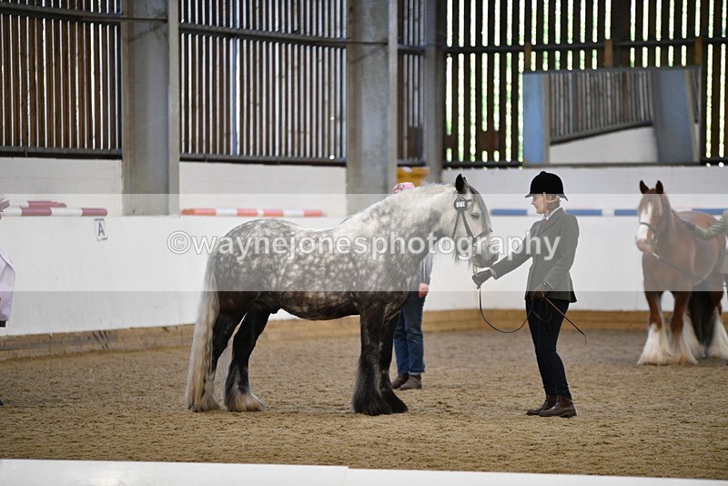 WJ5_5513 - Class 8 In hand cob