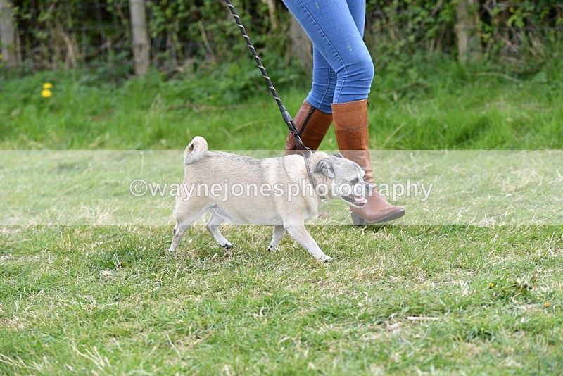 WJ5_0094 - Class 5 Best Veteran / 7 years & over