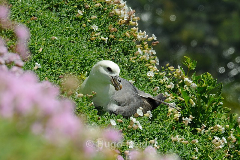  - Saltee Islands Birdlife