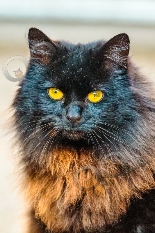 Domestic cat-IMG_0284 - Pet Photography