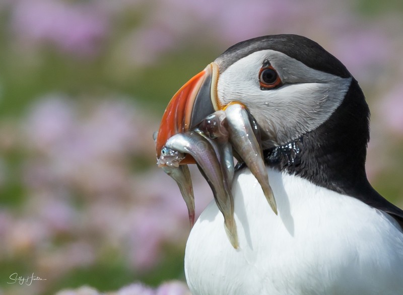 Puffen with Fish 8 - Puffins