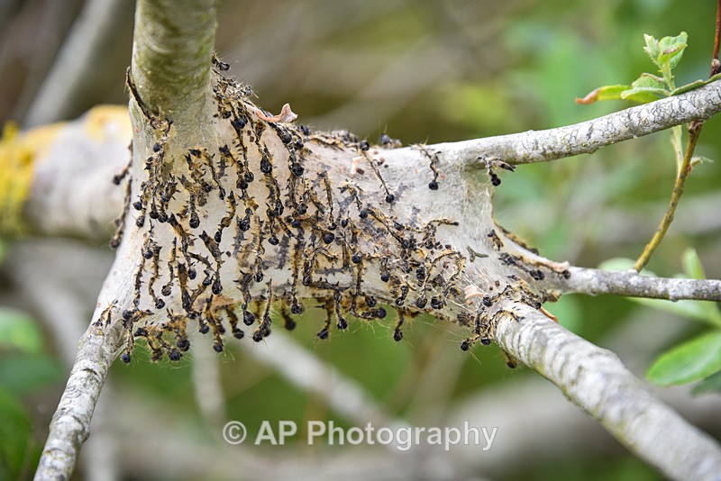 Caterpillar Nest-ACP_9715 - Weird stuff