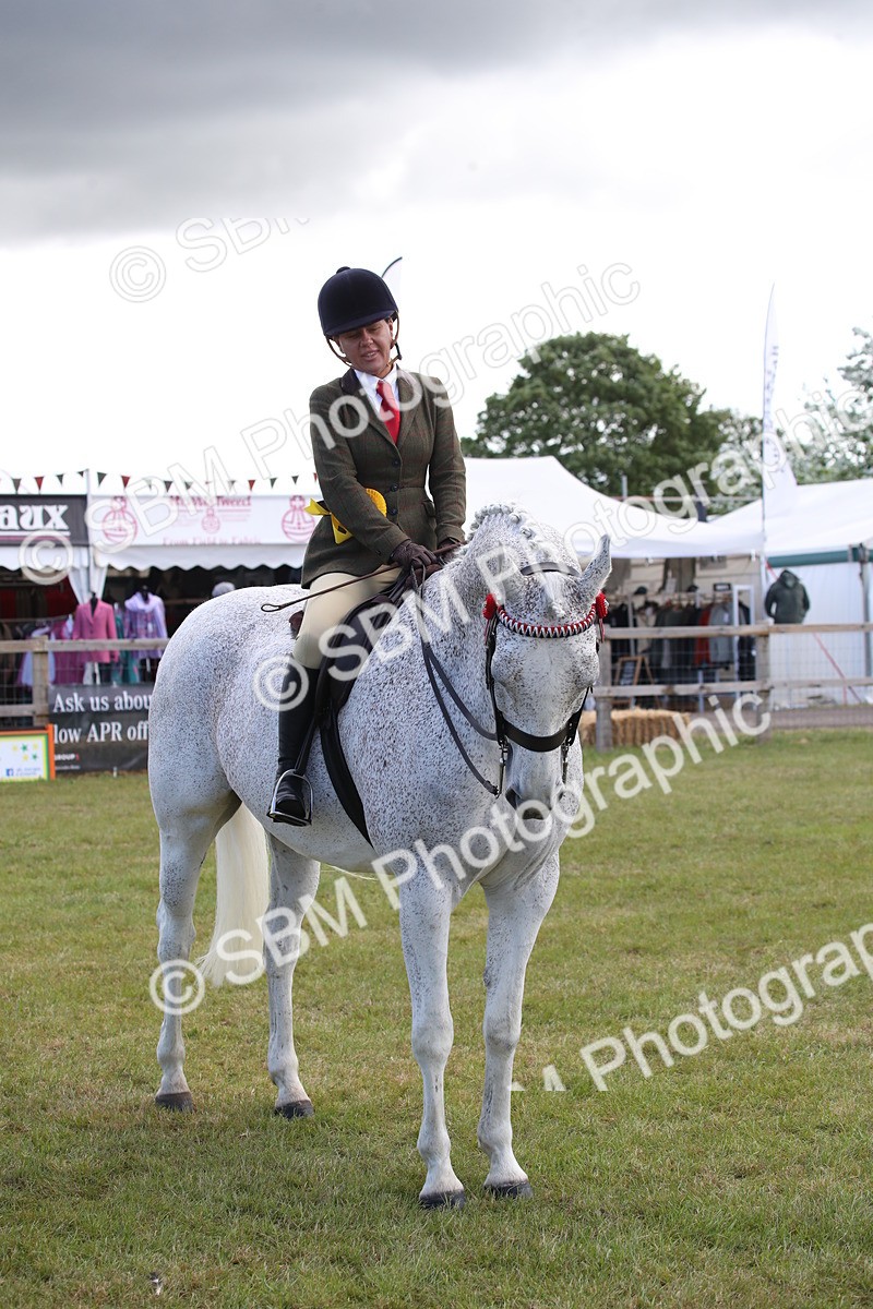 SBM_13276 - Class 95-96 - LIHS BSHA Rising Star Hack Riding Horse