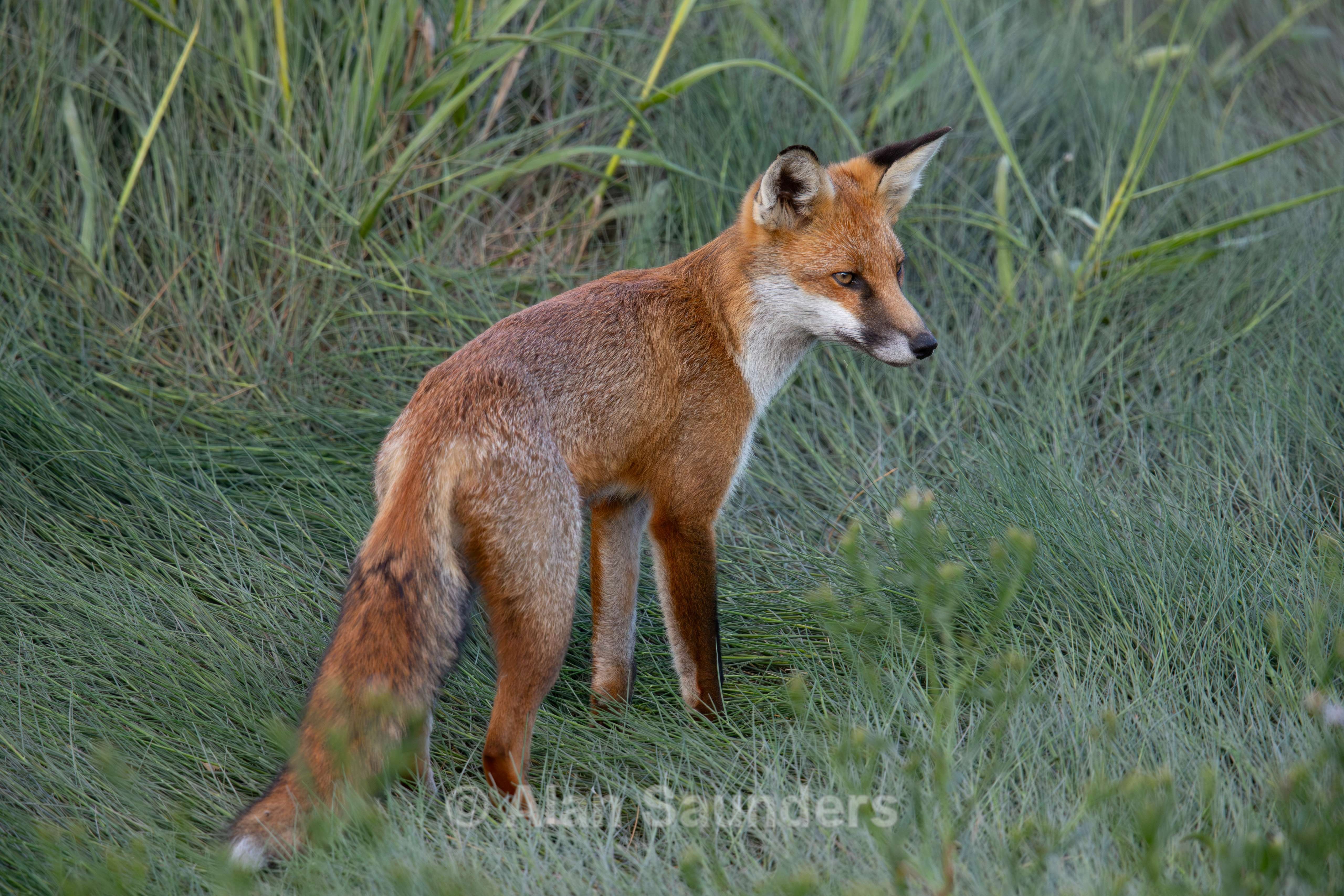 Red Fox 3