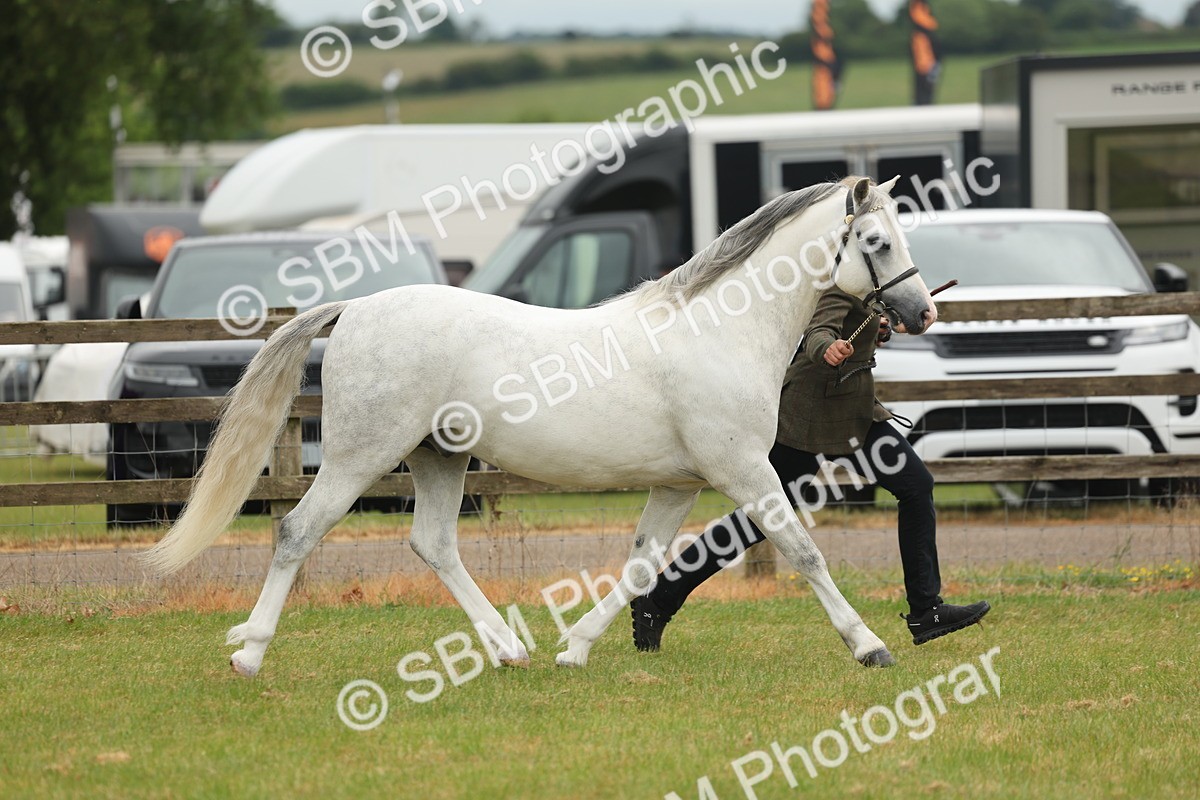 SBM_02213 - Class 50-57 - M&M Welsh Pony In Hand