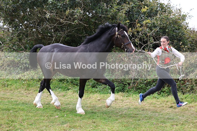 3E7A5709 - In Hand Championship