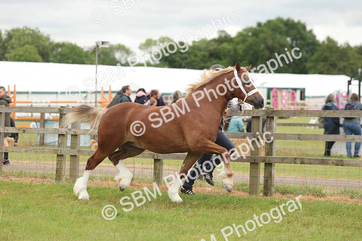 SBM_04851 - Class 50-57 - M&M Welsh Pony In Hand
