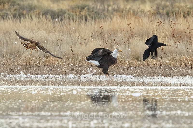 Bald Eagle, Northern Harrier & Raven at Bosque del Apache - Bald Eagle