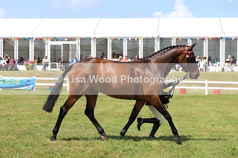 3E7A1166 - Class 8: Open Riding Horse/Hack