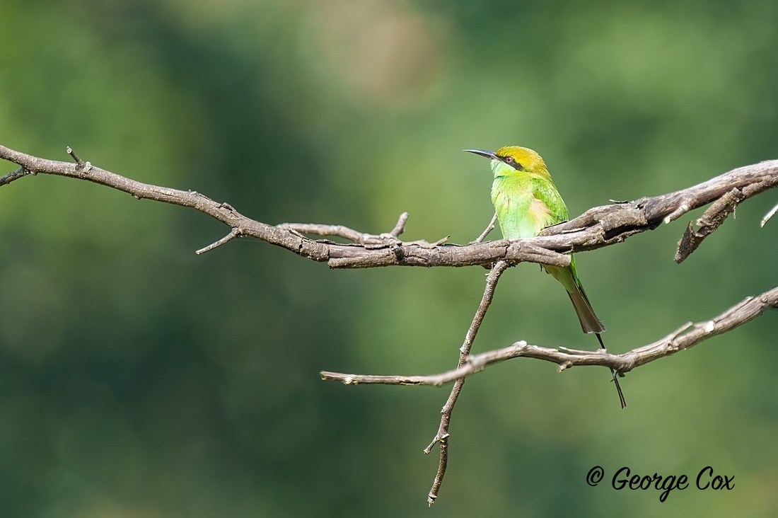 Green Bee Eater - India