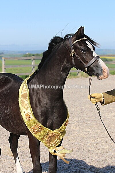 SIAL2445 - Outdoor championship & supreme