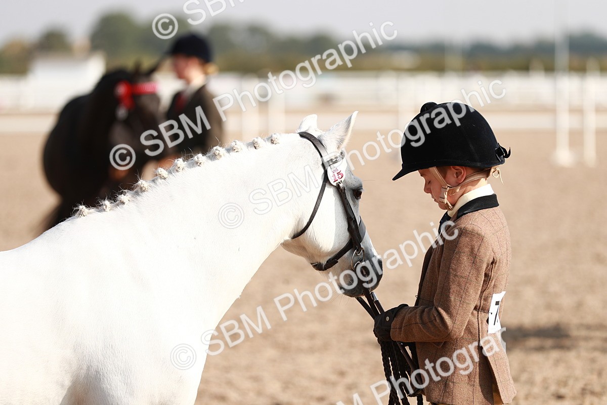 SBM_11071 - Class 205 IH Show Pony/ Show Hunter Pony