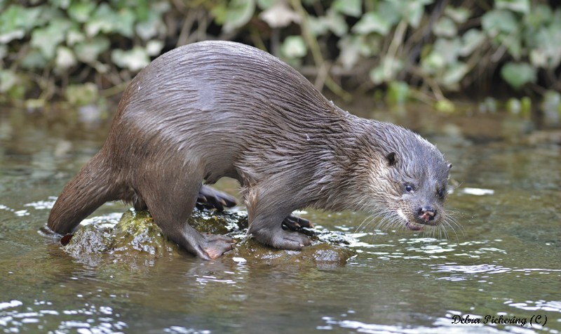 Otter - Wildlife
