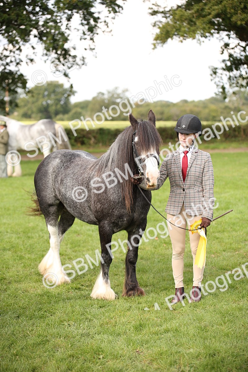 SBM_62316 - S55 - Traditional Cob In Hand