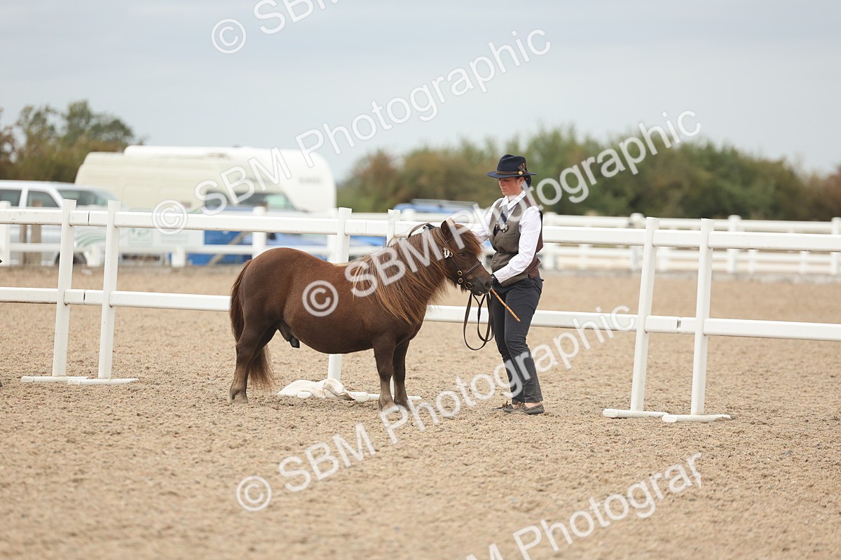 SBM_19225 - Class 317 - IH Pure Bred Horse-Pony
