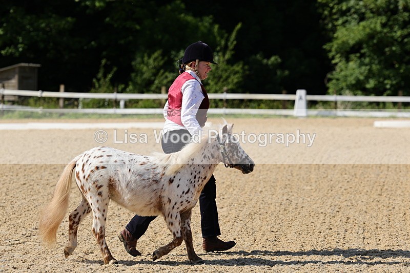 1X9A0618 - Class 3: Youngstock 1, 2, 3 year old not to exceed 153cm