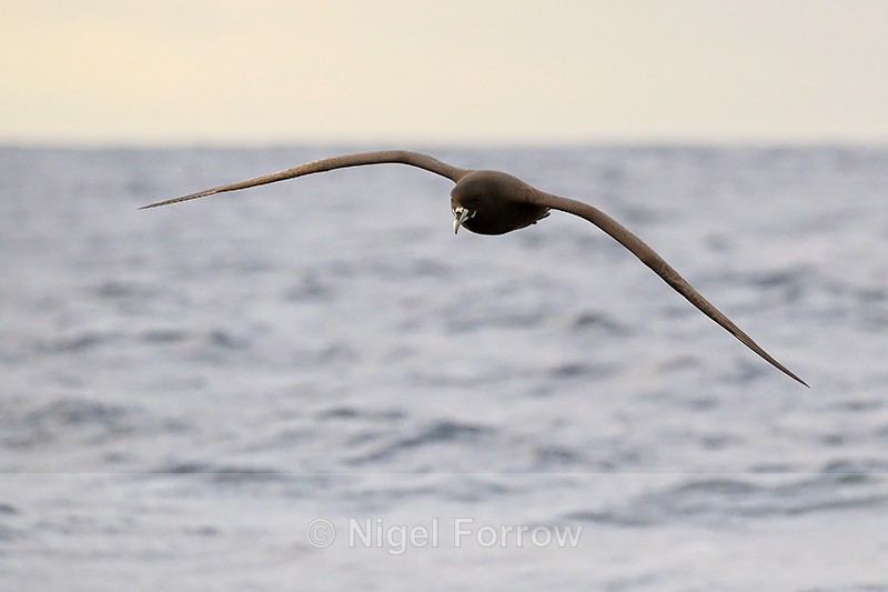 White-chinned Petrel head-on in flight, South Africa - White-chinned Petrel
