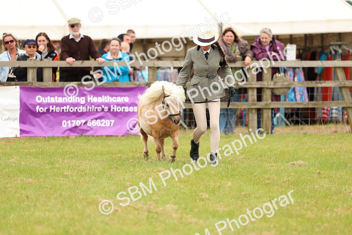 SBM_04452 - Class 64-67 - Shetland Pony In Hand