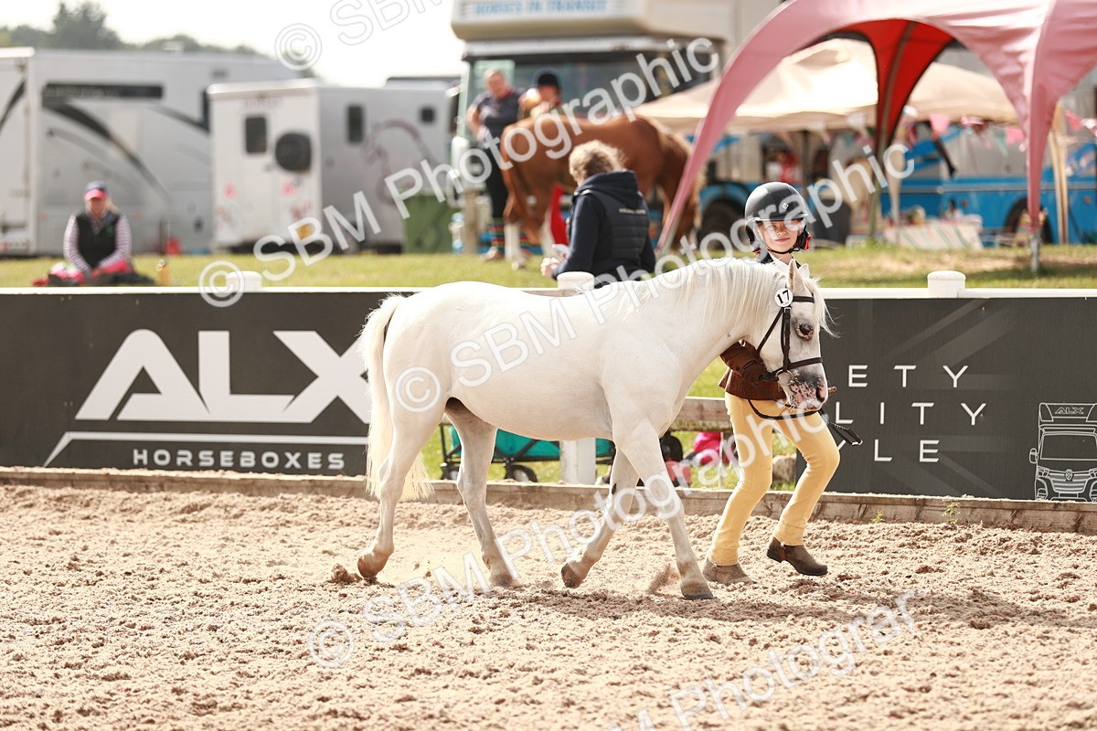 SBM_11815 - Class 206 IH Non Show Type Pony