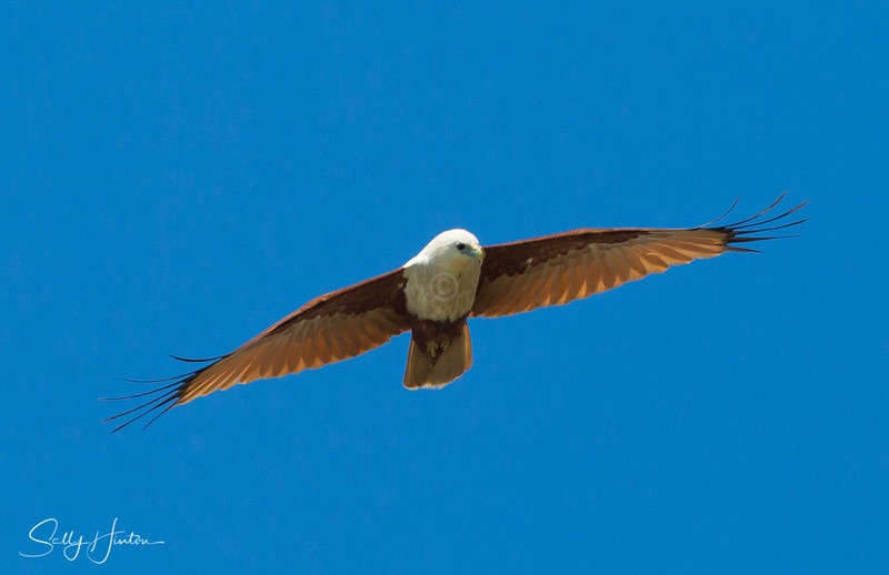 Brahminy Kite 1