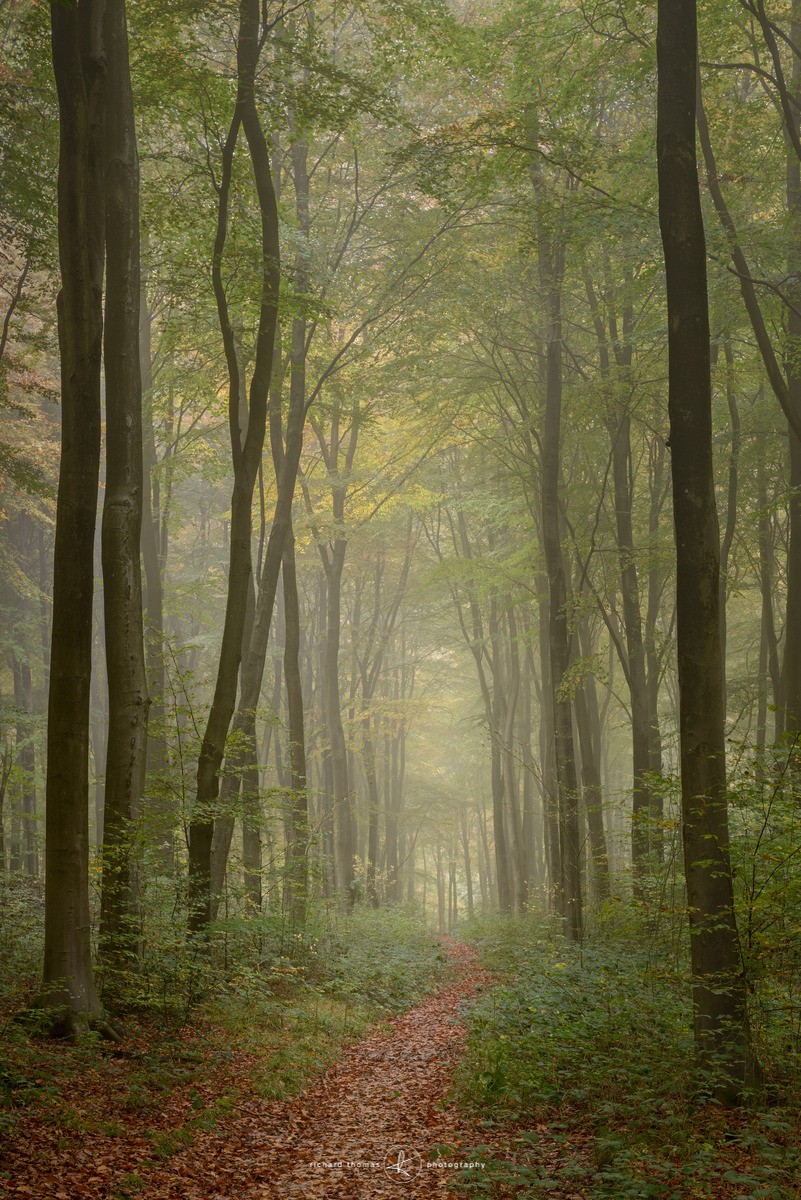Path through Itchen woods - Woodland