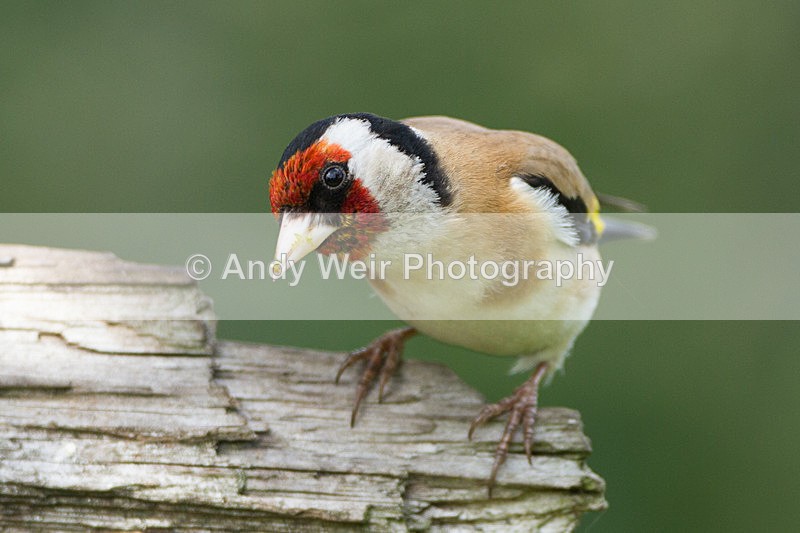 20130624-_MG_4454 - Goldfinch