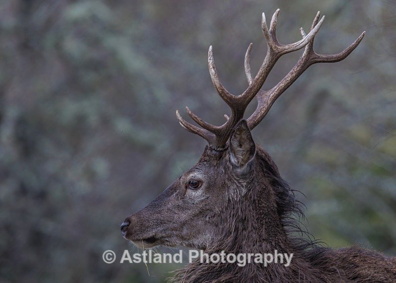 Sika Deer - Latest Images