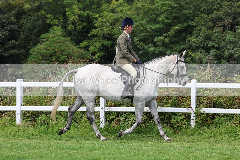 3E7A8621 - Class 5: Working Show Horse
