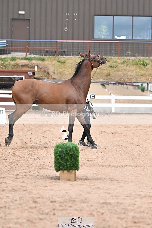 250716-141821-01005 - Trot Up 1.30 to 2.30