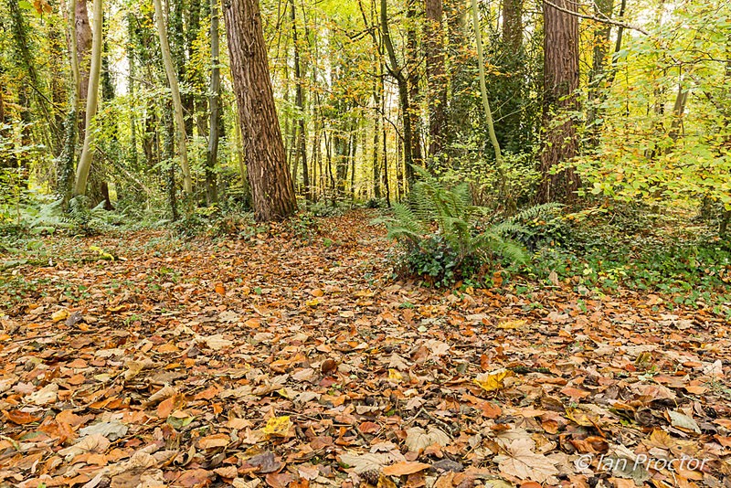Forest Floor in Autumn - Autumn